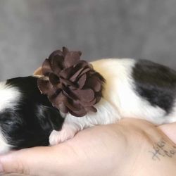 B&B Designer Breed Shihpoo