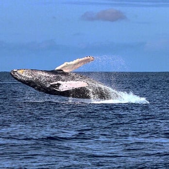 Capt Andy's - Incredible whale watching - Boat Tours Near Me - Ele'ele, Hawaii Capt Andy's - Incredible whale watching - Boat Tours Near Me - Ele'ele, Hawaii