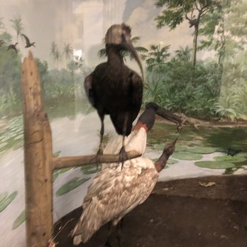 Field Museum - Museums Near Me - Chicago, Illinois