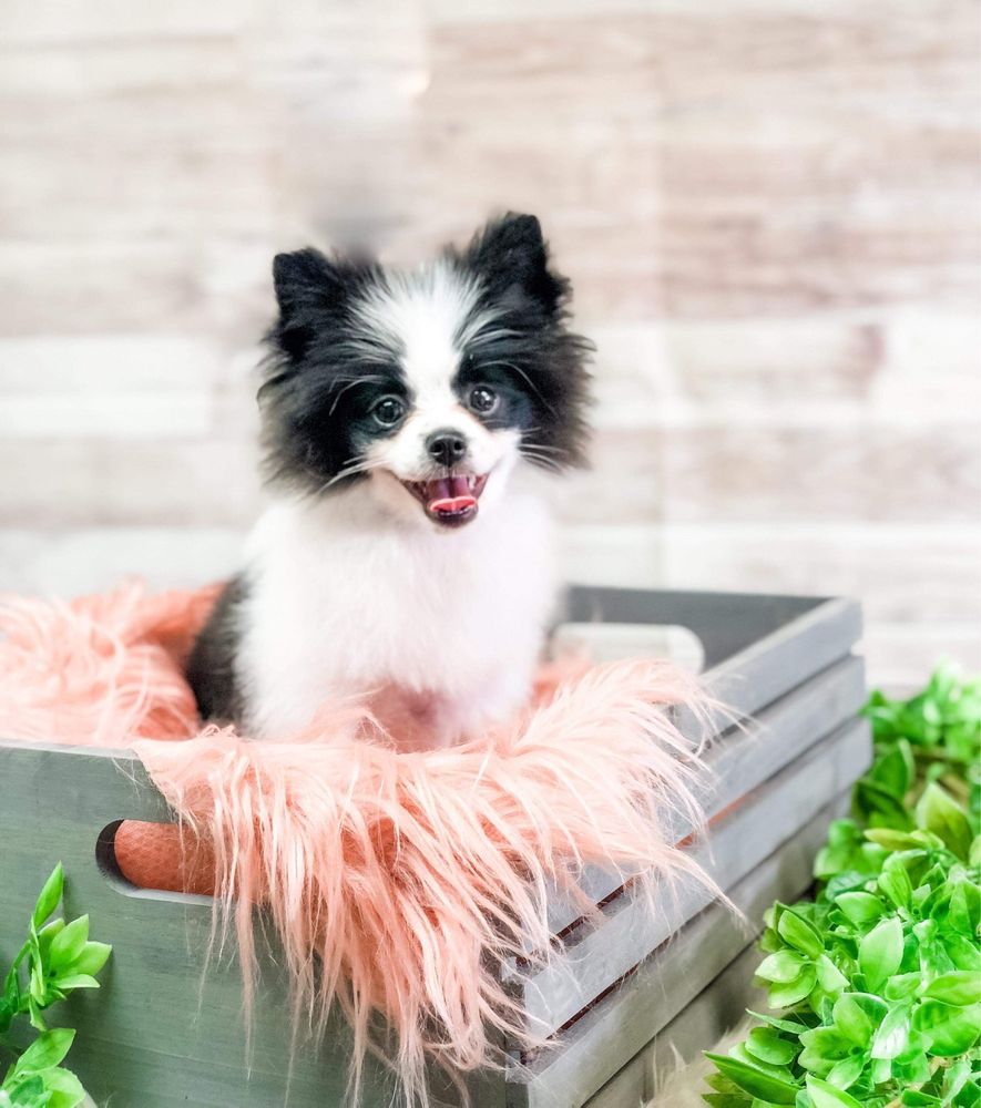 All Breed Grooming By Justine Image