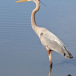 One of the many birds near the docks. One of the many birds near the docks.