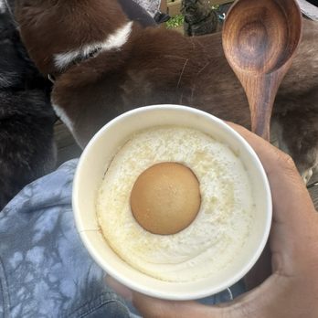 Handsome Devil - A hand holds a cup of vanilla soft serve ice cream with a cookie on top, with cats nearby outdoors. - Barbeque Near Me - Poughkeepsie, New York