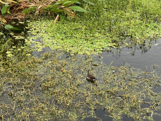 Green Cay Nature Center & Wetlands by null