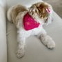 Photo of Canine Grooming Lounge