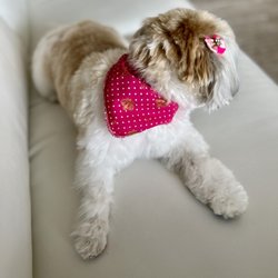 Canine Grooming Lounge - That bandana tho!!