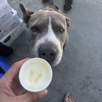 Reinne’s Place - Ocean loved the pup cup! - Coffee & Tea Near Me - Long Beach, California Reinne’s Place - Ocean loved the pup cup! - Coffee & Tea Near Me - Long Beach, California