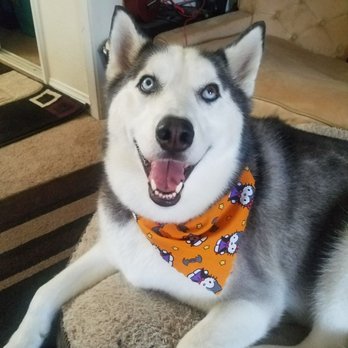 Pet Haven - AAA Pro Pet Groomers - Pet Groomers Near Me Pet Haven - AAA Pro Pet Groomers - Pet Groomers Near Me