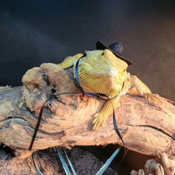 Exotic Pets - Reptile Shops Near Me - Oklahoma City, Oklahoma Exotic Pets - Reptile Shops Near Me - Oklahoma City, Oklahoma