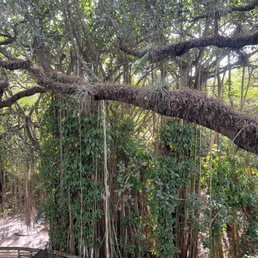 Banyan tree