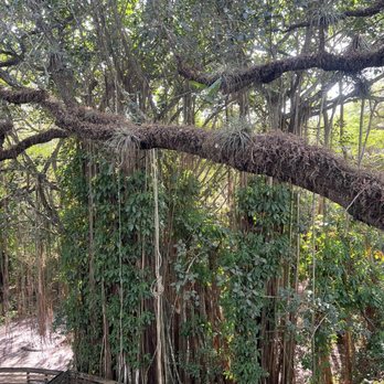 Tree Tops Park - Banyan tree - Parks Near Me - Davie, Florida