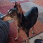 Photo of Crestview Veterinary Clinic on Airport Blvd