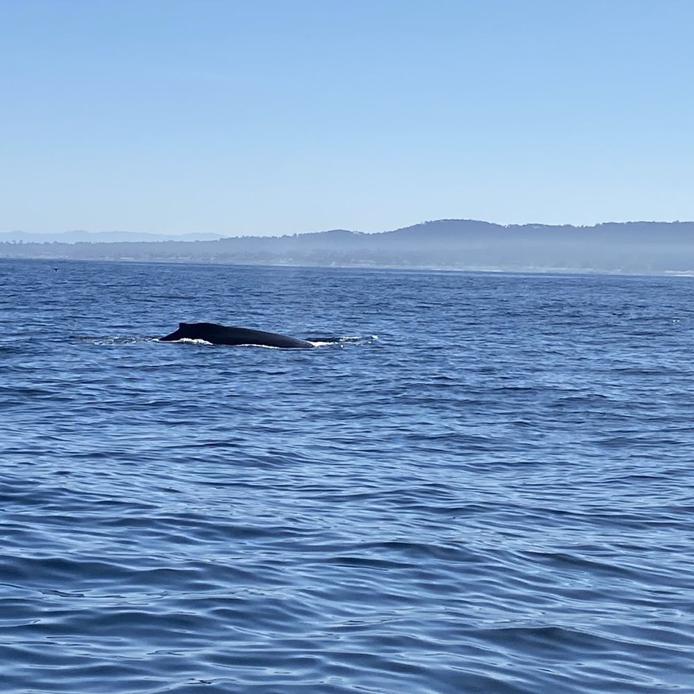 Humpback whale coming up for air. Humpback whale coming up for air.