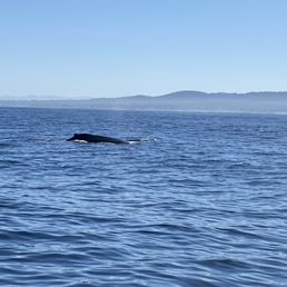 Humpback whale coming up for air. Humpback whale coming up for air.