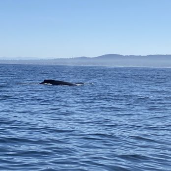 Discovery Whale Watch - Humpback whale coming up for air. - Whale Watching Tours Near Me - Monterey, California Discovery Whale Watch - Humpback whale coming up for air. - Whale Watching Tours Near Me - Monterey, California