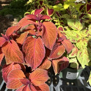 Cuyamaca College Nursery - Coleus plant - Nurseries & Gardening Near Me - El Cajon, California Cuyamaca College Nursery - Coleus plant - Nurseries & Gardening Near Me - El Cajon, California