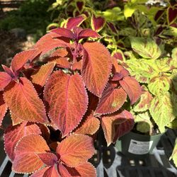 Cuyamaca College Nursery - Coleus plant
