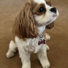 My dog, Daisy showing off her new haircut My dog, Daisy showing off her new haircut