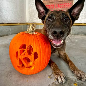 Kilo One Dog Training - K9 with K1 Pumpkin! - Pet Training Near Me Kilo One Dog Training - K9 with K1 Pumpkin! - Pet Training Near Me