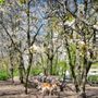 Photo of Hundepark St. Pauli