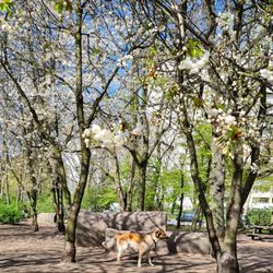 Hundepark St. Pauli
