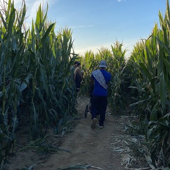 Perry's Pumpkin Farm - Corn maze - Pumpkin Patches Near Me - Sacramento, California Perry's Pumpkin Farm - Corn maze - Pumpkin Patches Near Me - Sacramento, California