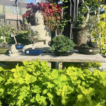 Roger's Gardens - Nurseries & Gardening Near Me - Corona Del Mar, California Roger's Gardens - Nurseries & Gardening Near Me - Corona Del Mar, California