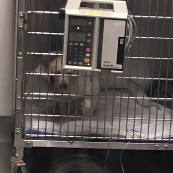 Inclan Pet and Supplies - Pet Breeders Near Me