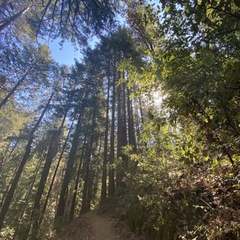 Huddart County Park - bellissimo!!! - Parks Near Me - Woodside, California Huddart County Park - bellissimo!!! - Parks Near Me - Woodside, California