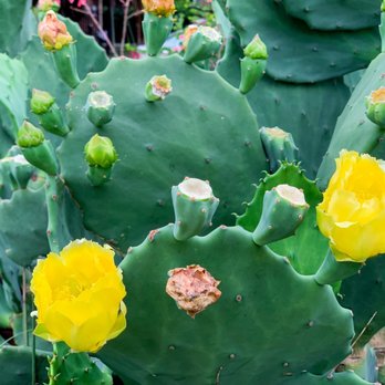 Buchanan's Native Plants - Nurseries & Gardening Near Me - Houston, Texas