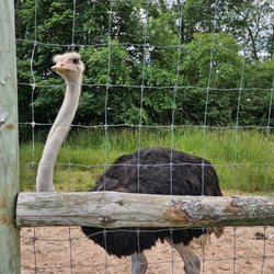 Green Horse Farm Animal Park & Petting Zoo - Ostrich.
