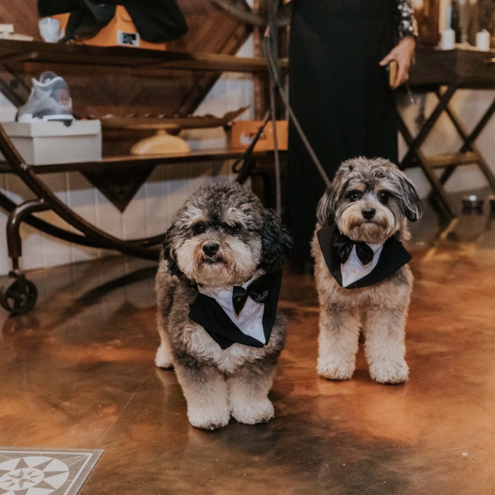 Bryte Moments - They even got our dogs! - Session Photography Near Me