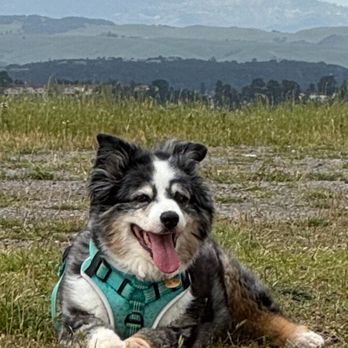 Kelly's Klub K-9 - Ellie - Dog Walkers Near Me