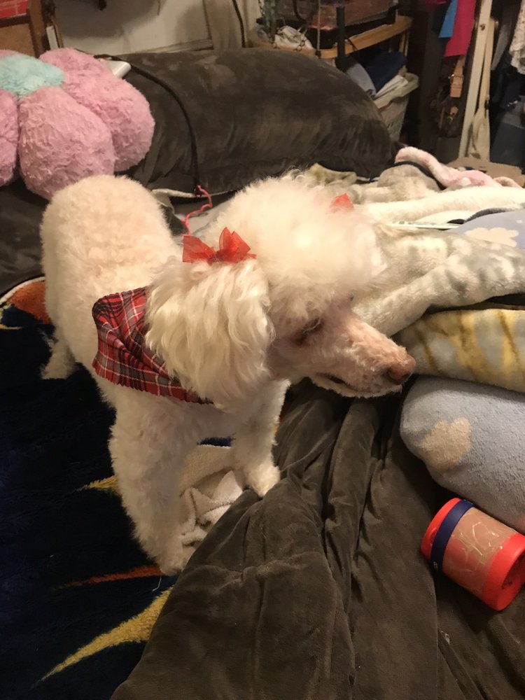 POLISHED POOCHES Updated September 2024 17 Photos 1830 Range Dr