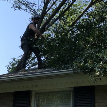 CLT Tree - Clearing limbs off my roof. - Tree Services Near Me - Charlotte, North Carolina CLT Tree - Clearing limbs off my roof. - Tree Services Near Me - Charlotte, North Carolina