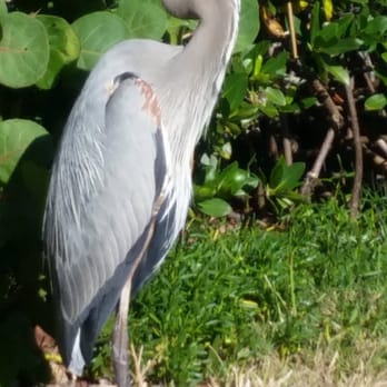 Bay Oaks Condominium - My parents have nicknamed him "Charlie." - Apartments Near Me - Sarasota, Florida