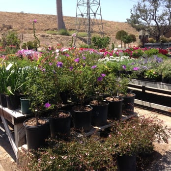 Aki Nursery - Nurseries & Gardening Near Me - Irvine, California