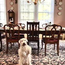 Millhouse Inn - Small dog pet friendly Bed and Breakfast. Hampton loved it!
