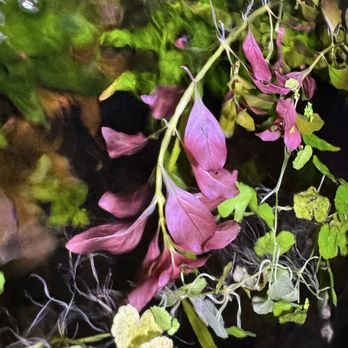 Aquarius AquaCare - Ludwigia - Aquarium Services Near Me Aquarius AquaCare - Ludwigia - Aquarium Services Near Me