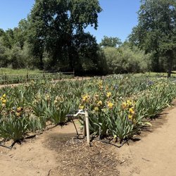 Horton Iris Garden - Irises