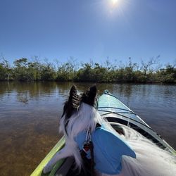 Adventure Sea Kayak Wildlife Tours - If you are looking for Dog friendly kayaking check out Tarpon Bay Explorers in Sanibel Island!