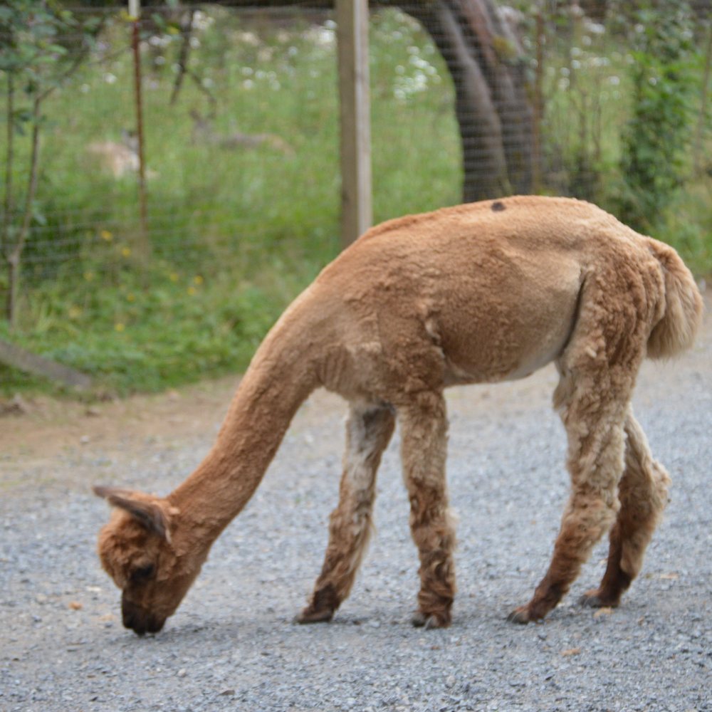 The Outback Kangaroo Farm - Another alpaca, freshly shorn - Zoos Near Me - Arlington, Washington The Outback Kangaroo Farm - Another alpaca, freshly shorn - Zoos Near Me - Arlington, Washington