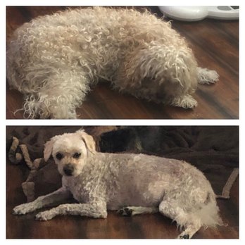 The Doggy Detailer - Pet Groomers Near Me - La Mesa, California The Doggy Detailer - Pet Groomers Near Me - La Mesa, California