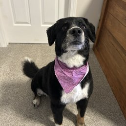Chloe after her groom :) Chloe after her groom :)