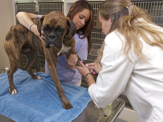 southside animal hospital griffin ga