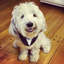 pet cremation staten island