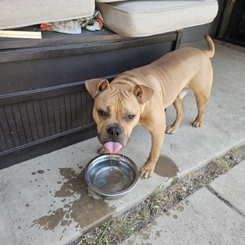 Angels Trusted Paws - Pet Boarding Near Me Angels Trusted Paws - Pet Boarding Near Me