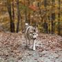 Photo of K9 Know How