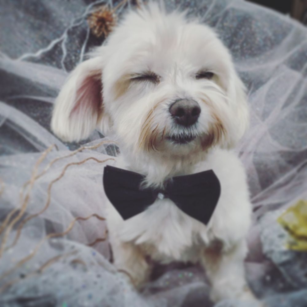 SPA 4 PAWS Updated September 2024 41 Photos 1725 Troy Rd