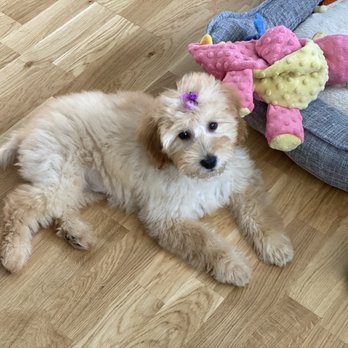Vanity Pups - Bella - Pet Sitting Near Me - Bayside, New York Vanity Pups - Bella - Pet Sitting Near Me - Bayside, New York
