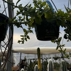 East Austin Succulents - Succulents